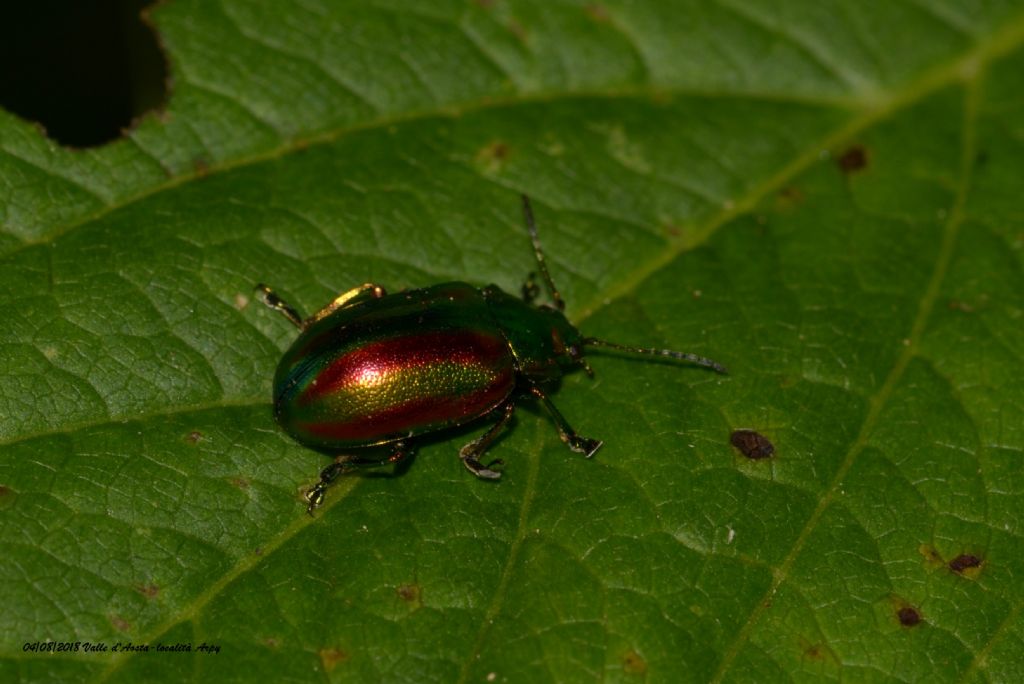 Oreina cfr. gloriosa (Chrysomelidae)